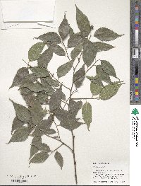 Celtis australis image