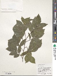 Celtis sinensis image