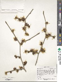 Hamamelis mollis image