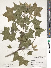 Acer pictum image