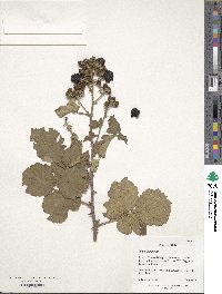 Rubus ulmifolius image