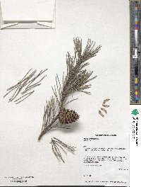 Pinus virginiana image