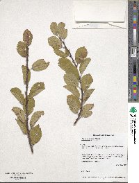 Prunus maritima image