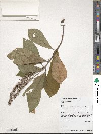 Clethra tomentosa image