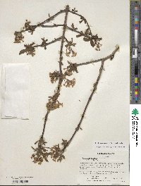 Viburnum farreri image