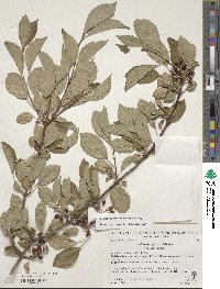 Viburnum farreri image