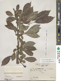 Viburnum farreri image