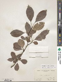 Viburnum farreri image