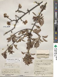 Viburnum farreri image