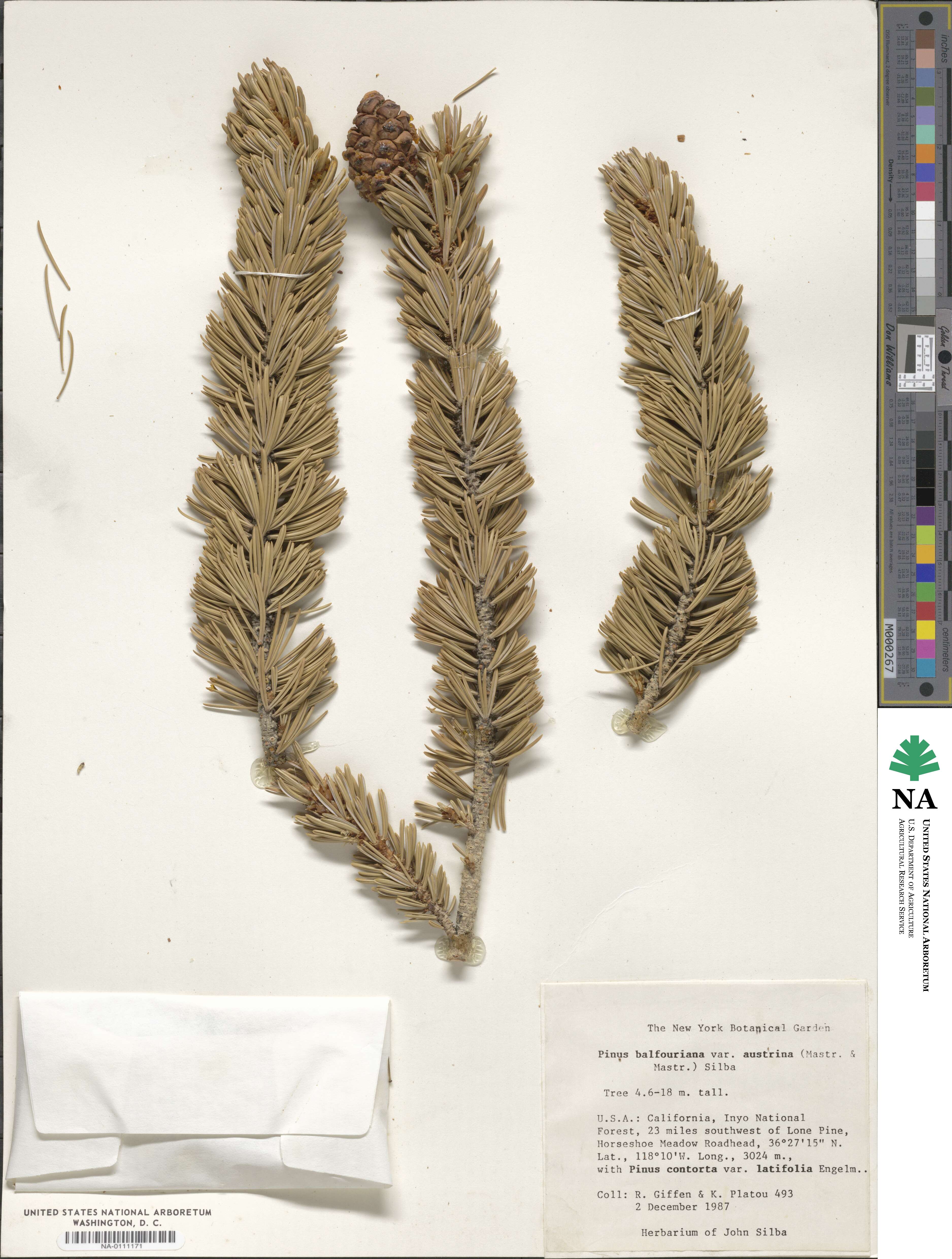 Pinus balfouriana image
