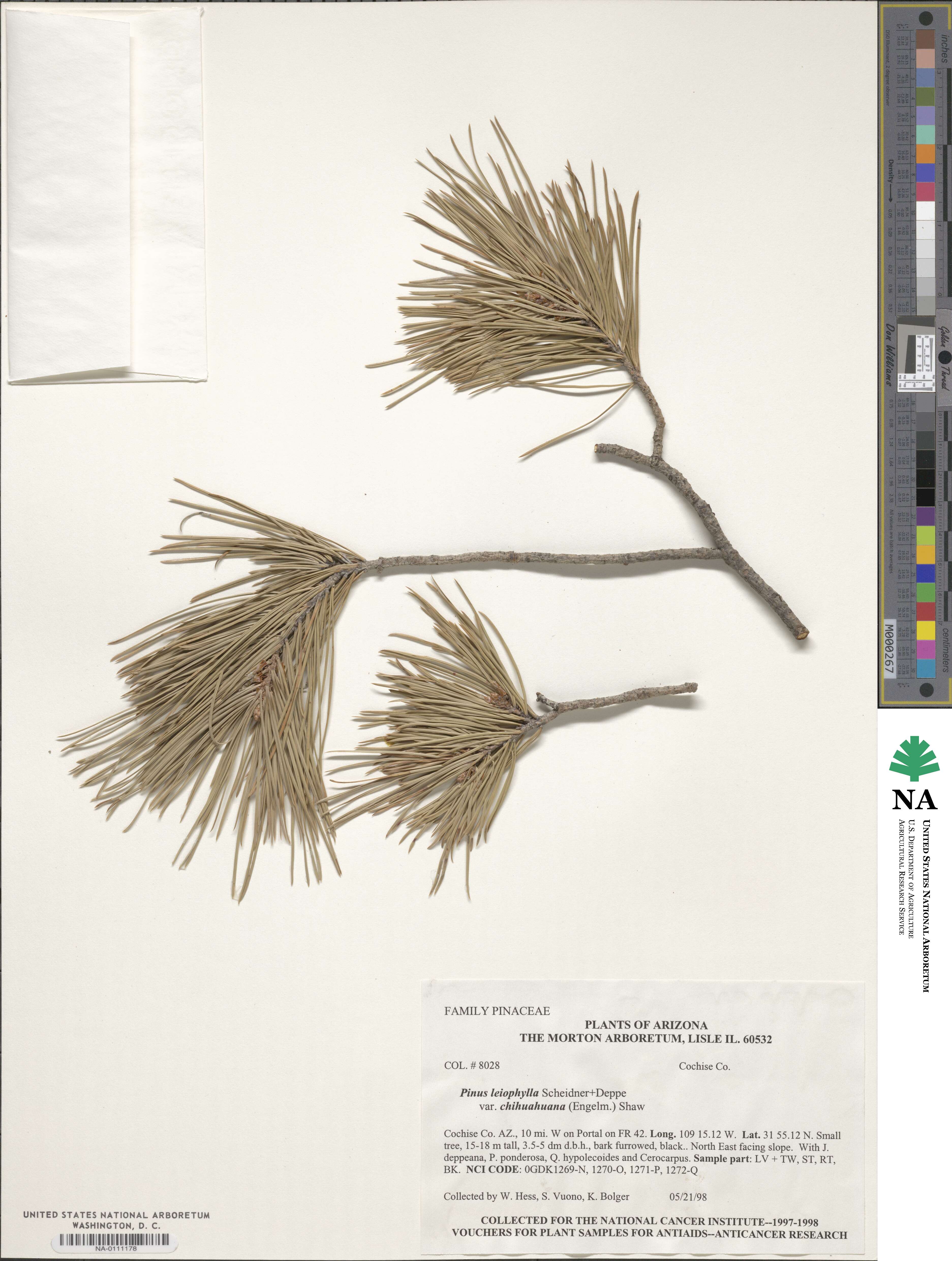 Pinus leiophylla image
