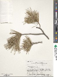 Pinus leiophylla image