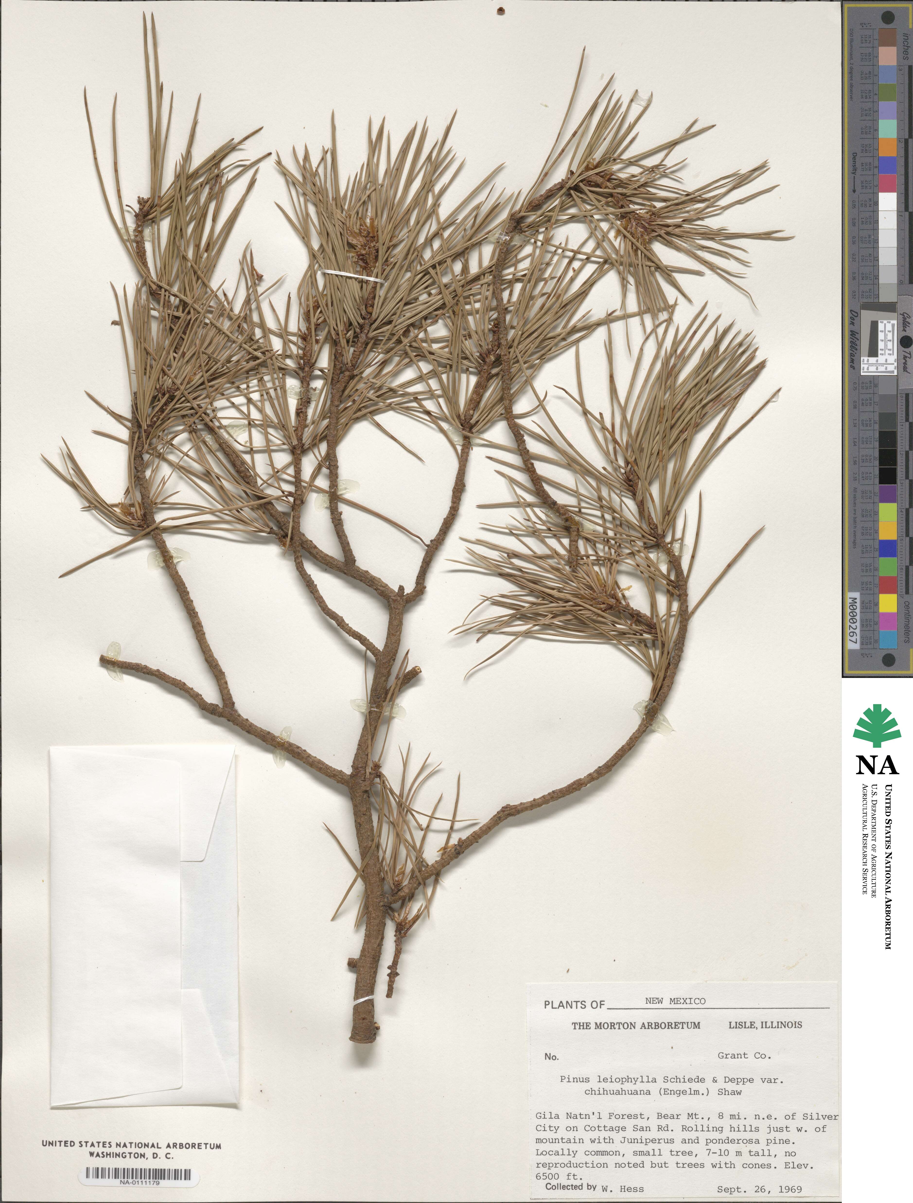 Pinus leiophylla image