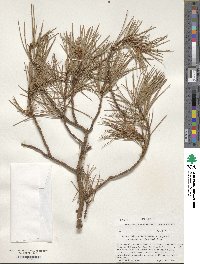 Pinus leiophylla image