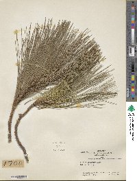 Pinus massoniana image