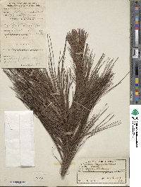 Pinus strobus image