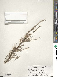 Larix kaempferi image