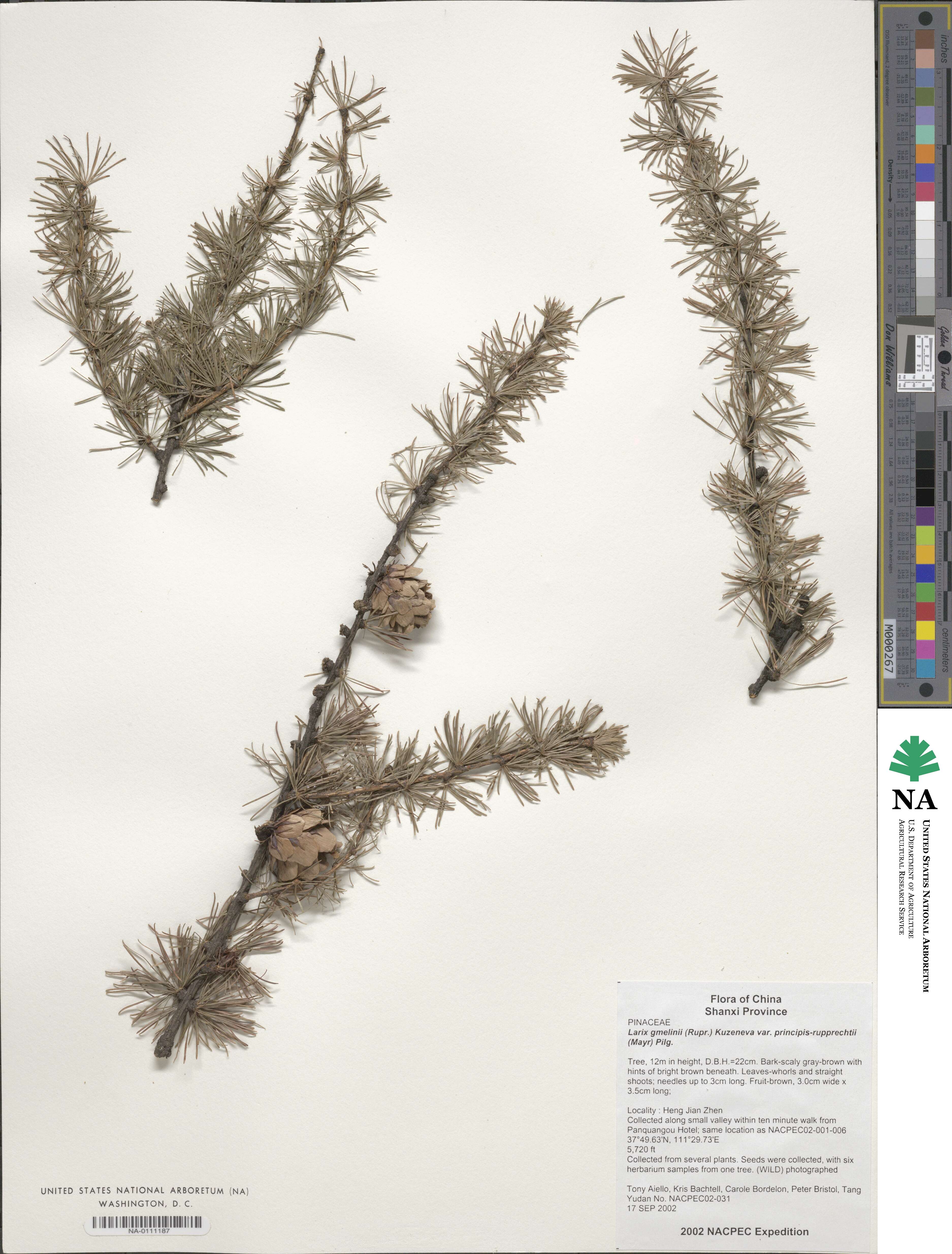 Larix gmelinii var. principis-rupprechtii image