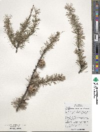 Larix gmelinii image