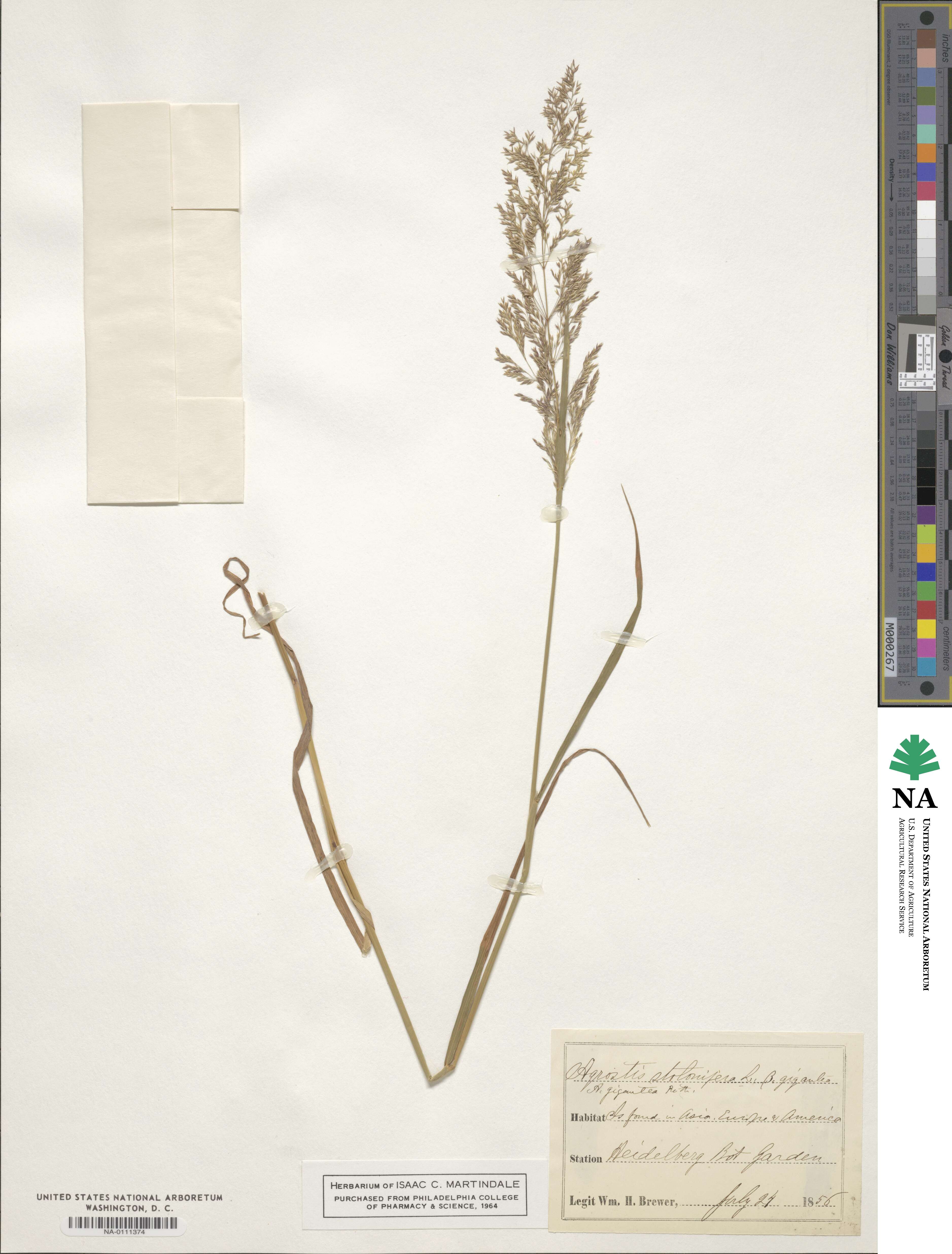 Agrostis stolonifera image
