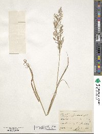 Agrostis stolonifera image