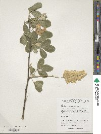 Argyrocytisus battandieri image