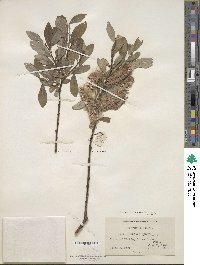 Salix glauca image