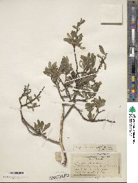 Salix glauca image