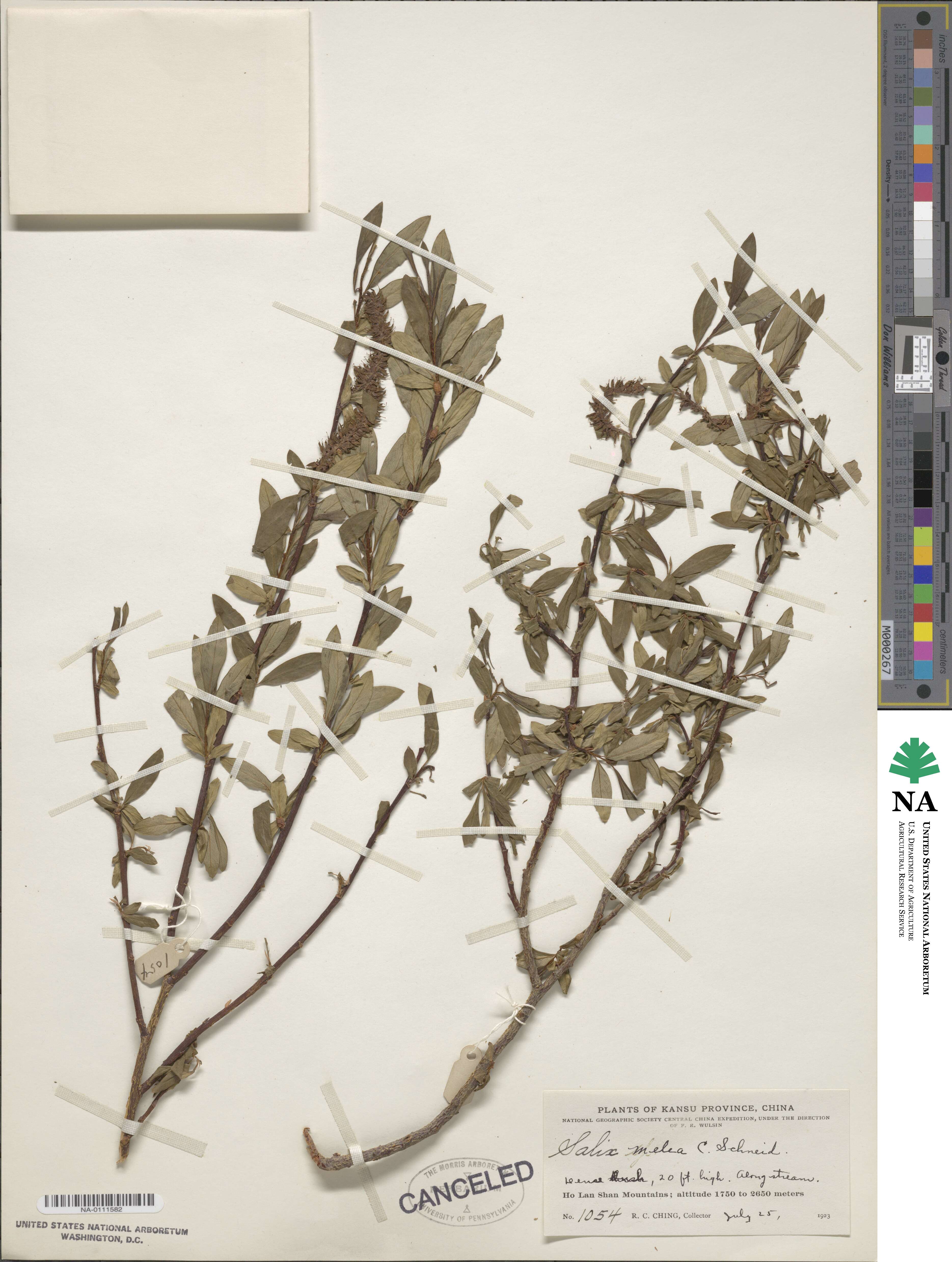 Salix rehderiana image