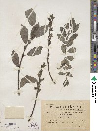 Salix myrsinifolia image