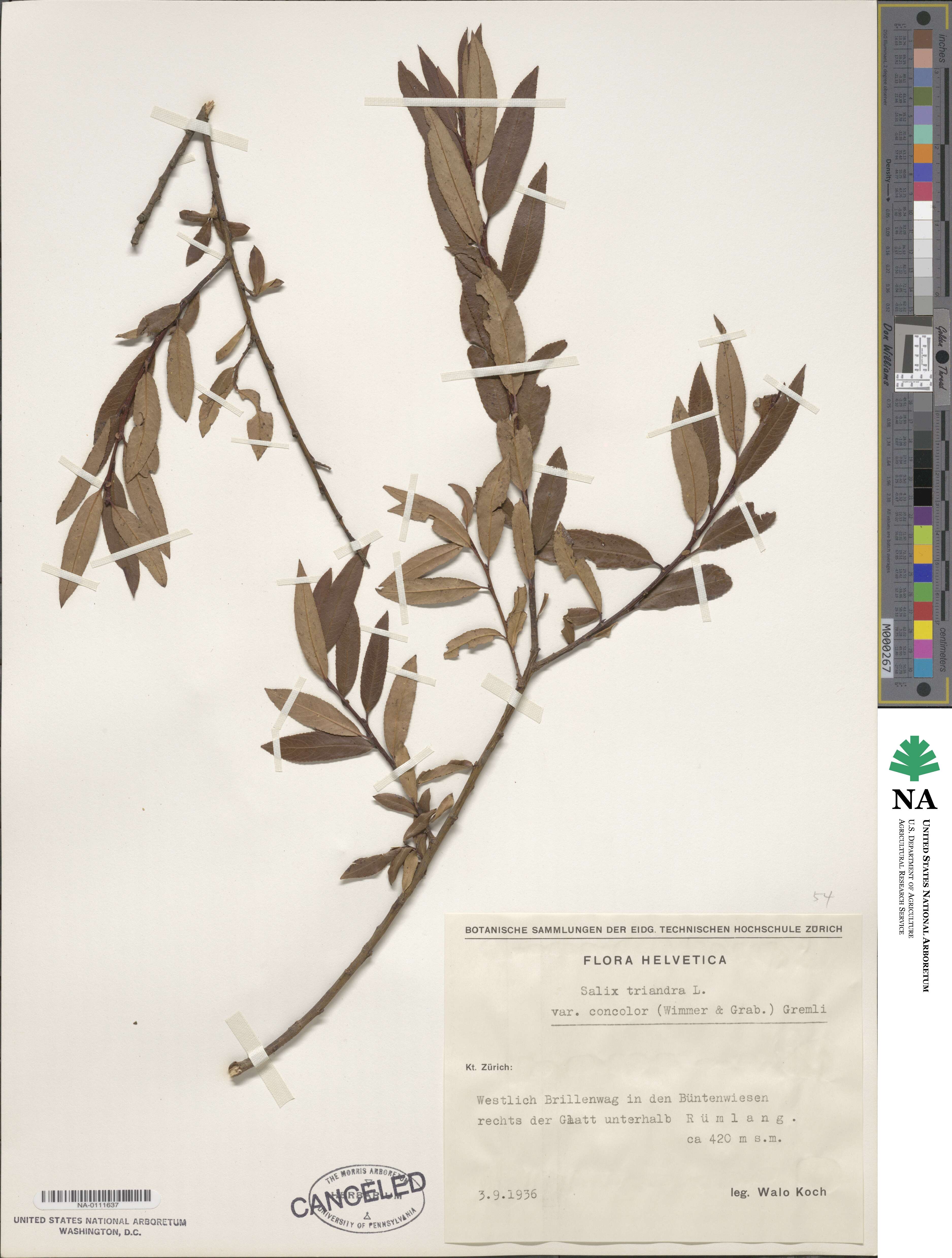 Salix triandra subsp. triandra image