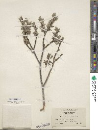 Salix glauca var. villosa image