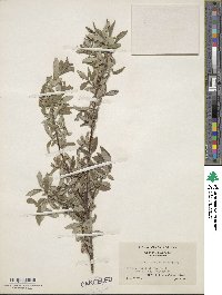 Salix glauca image