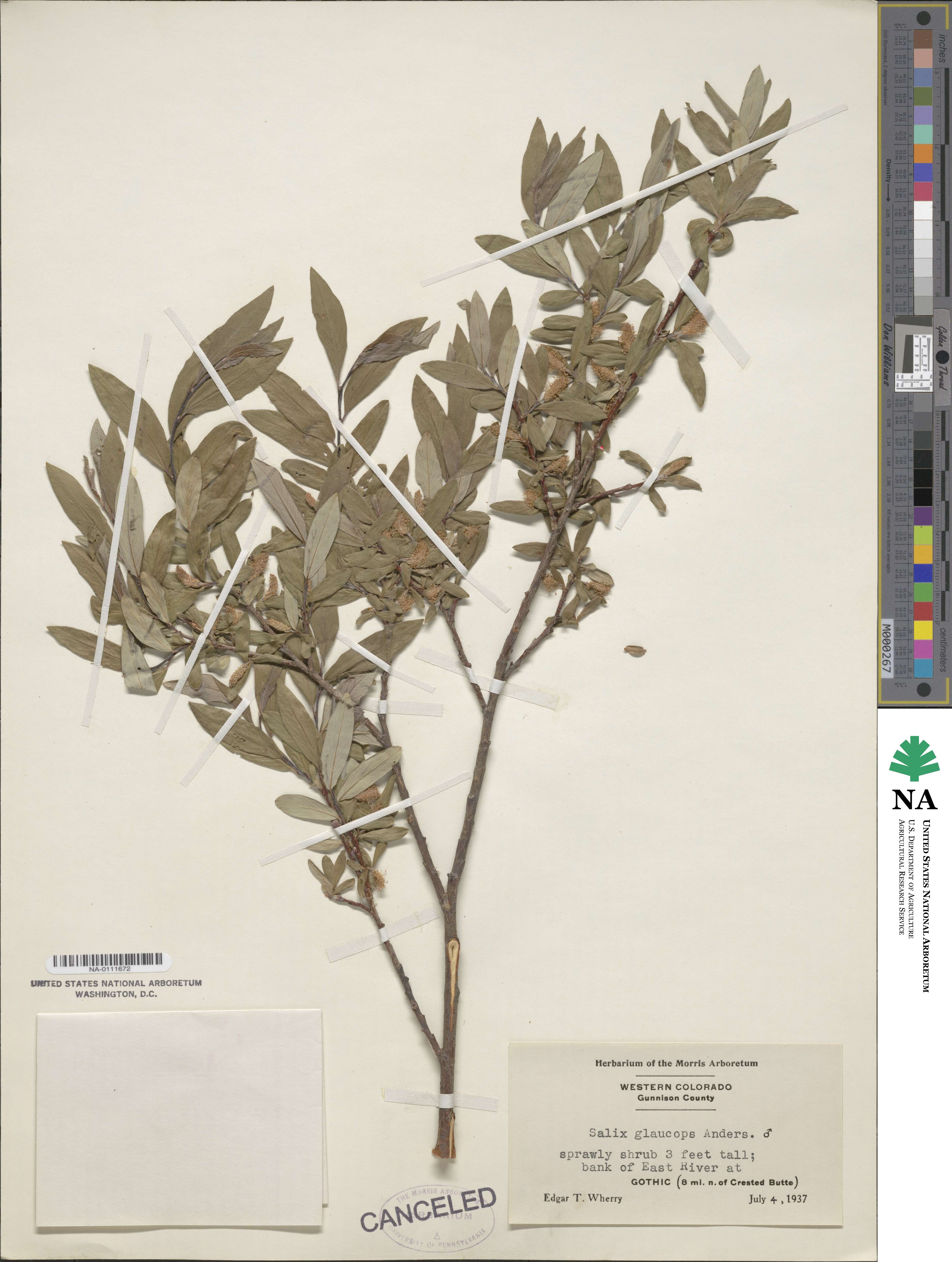 Salix glauca var. villosa image