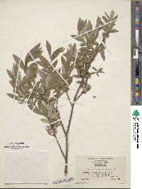 Salix glauca image