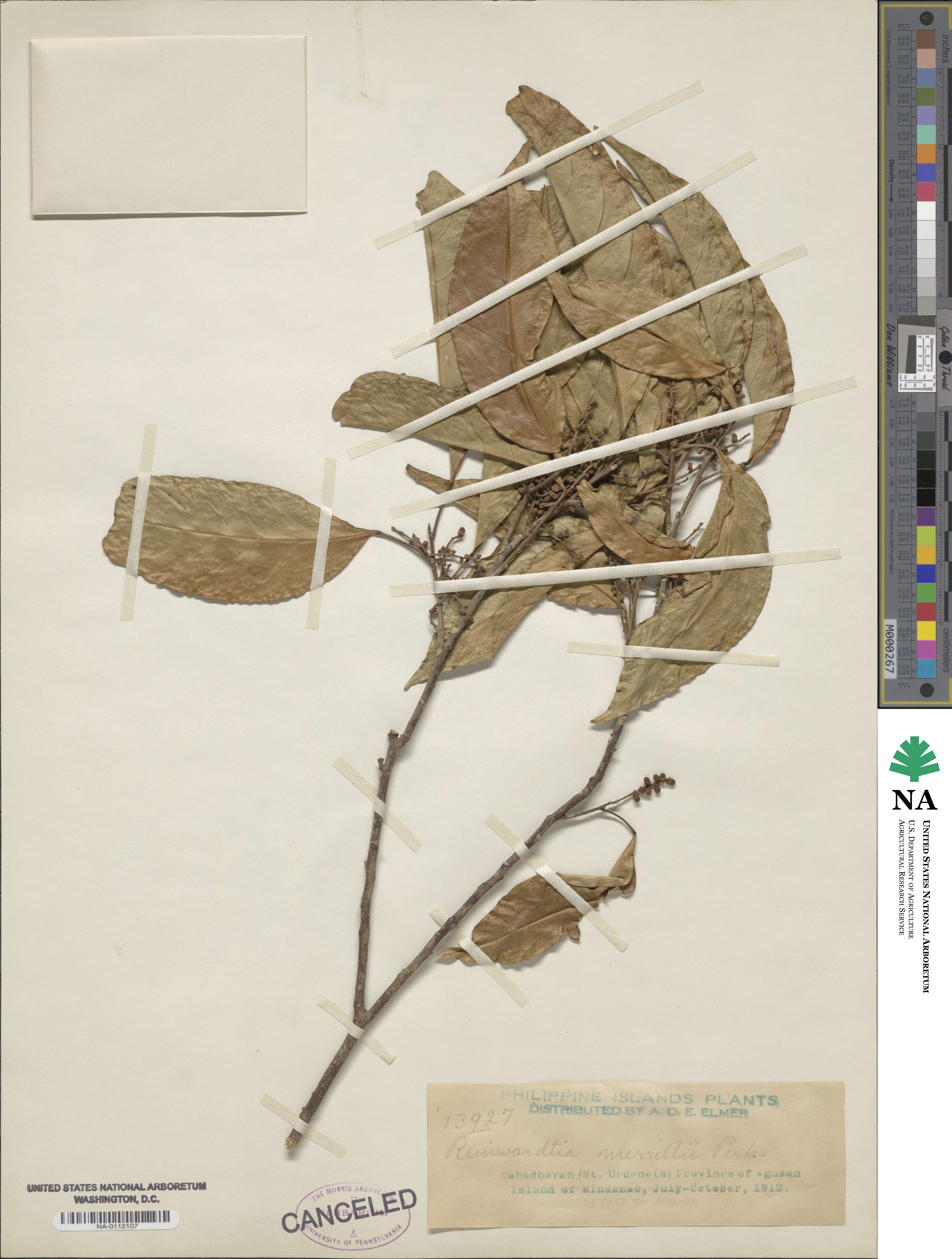 Saurauia merrillii image