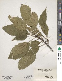 Fraxinus excelsior subsp. excelsior image