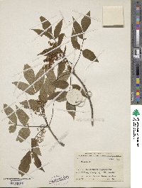 Fraxinus sieboldiana image