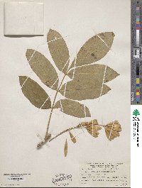 Fraxinus latifolia image