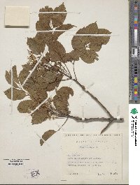 Fraxinus ornus image