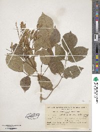 Fraxinus velutina image