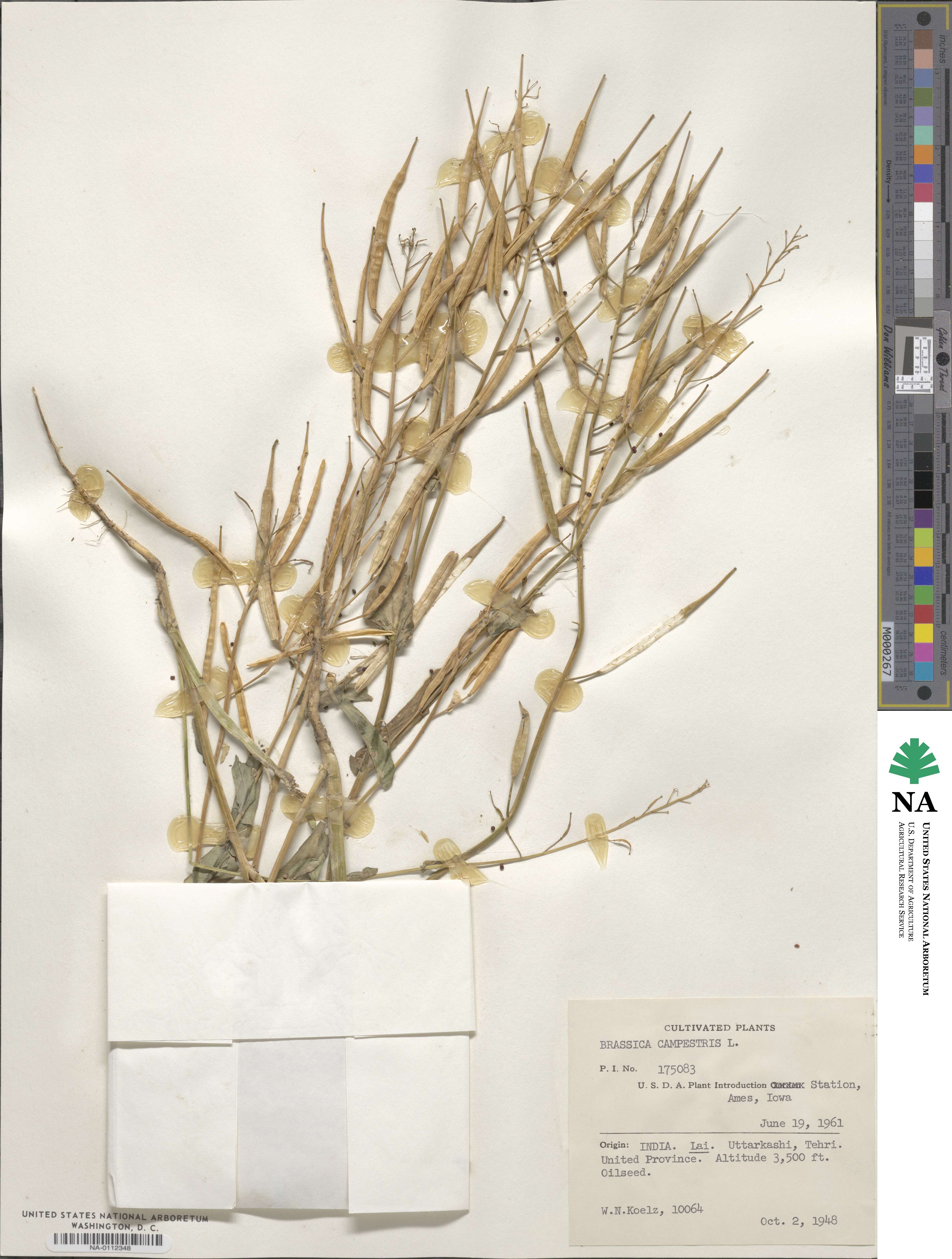 Brassica campestris image