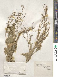 Brassica campestris image