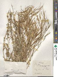 Brassica campestris image