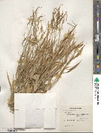 Brassica campestris image