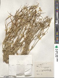 Brassica campestris image