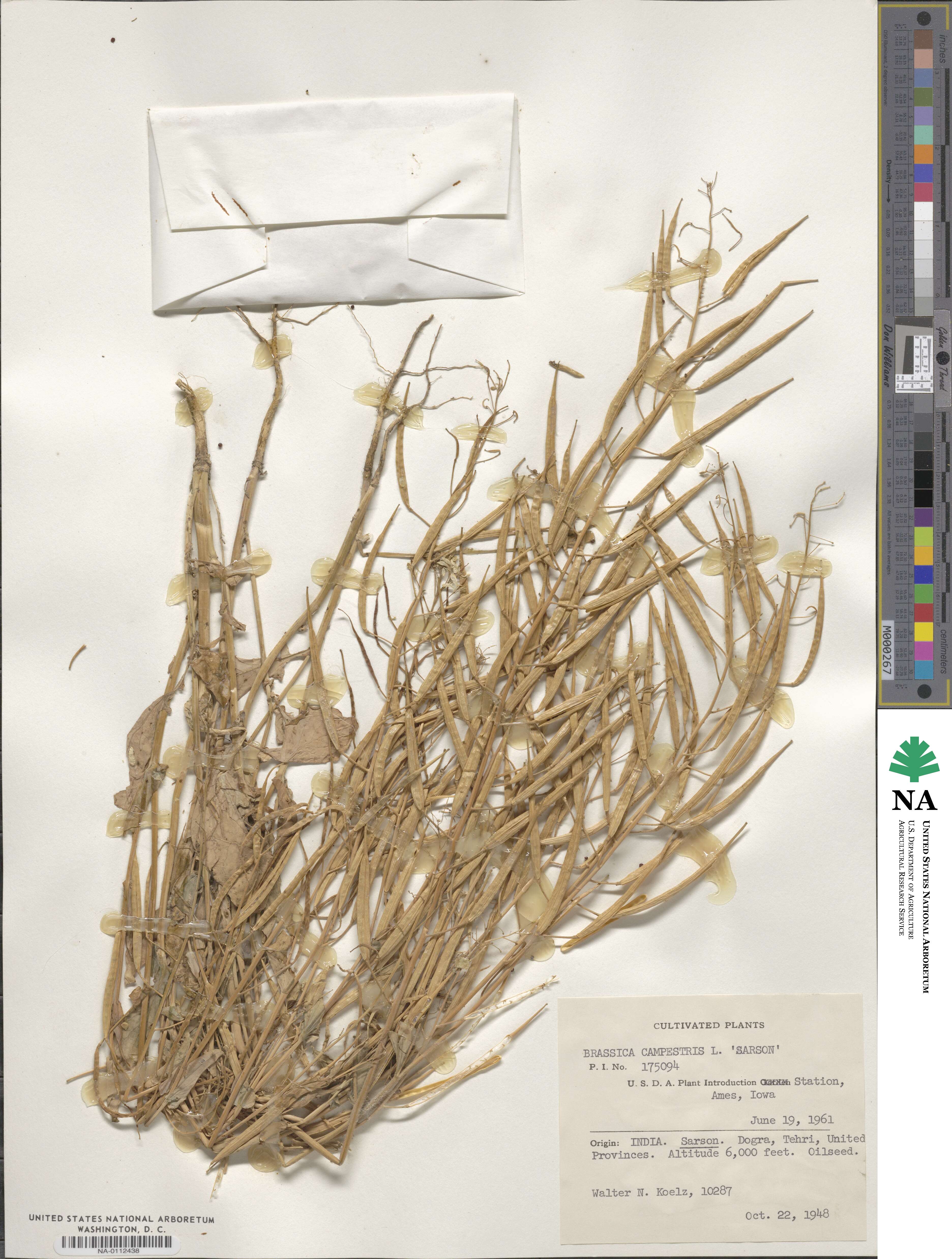 Brassica campestris image
