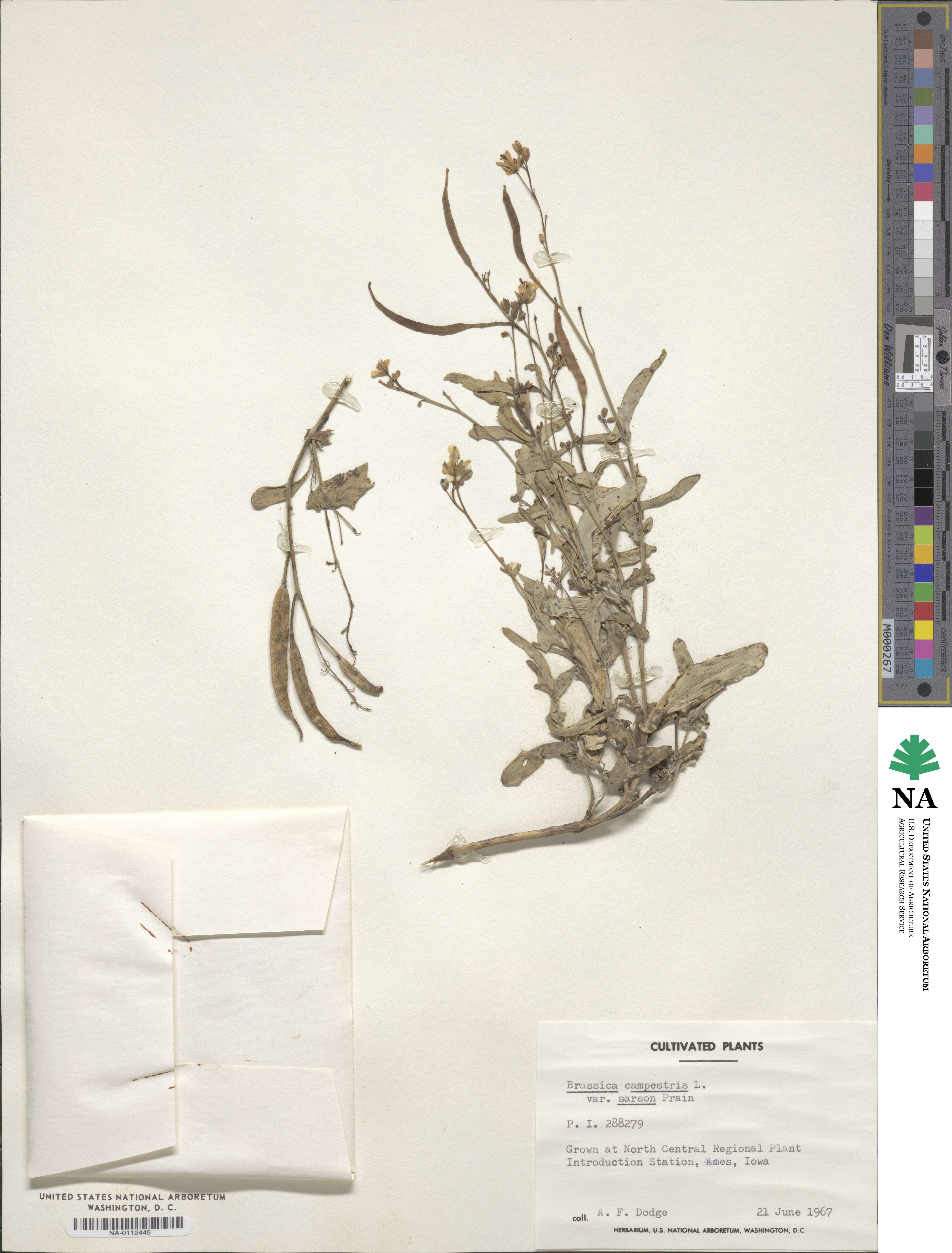 Brassica campestris var. sarson image