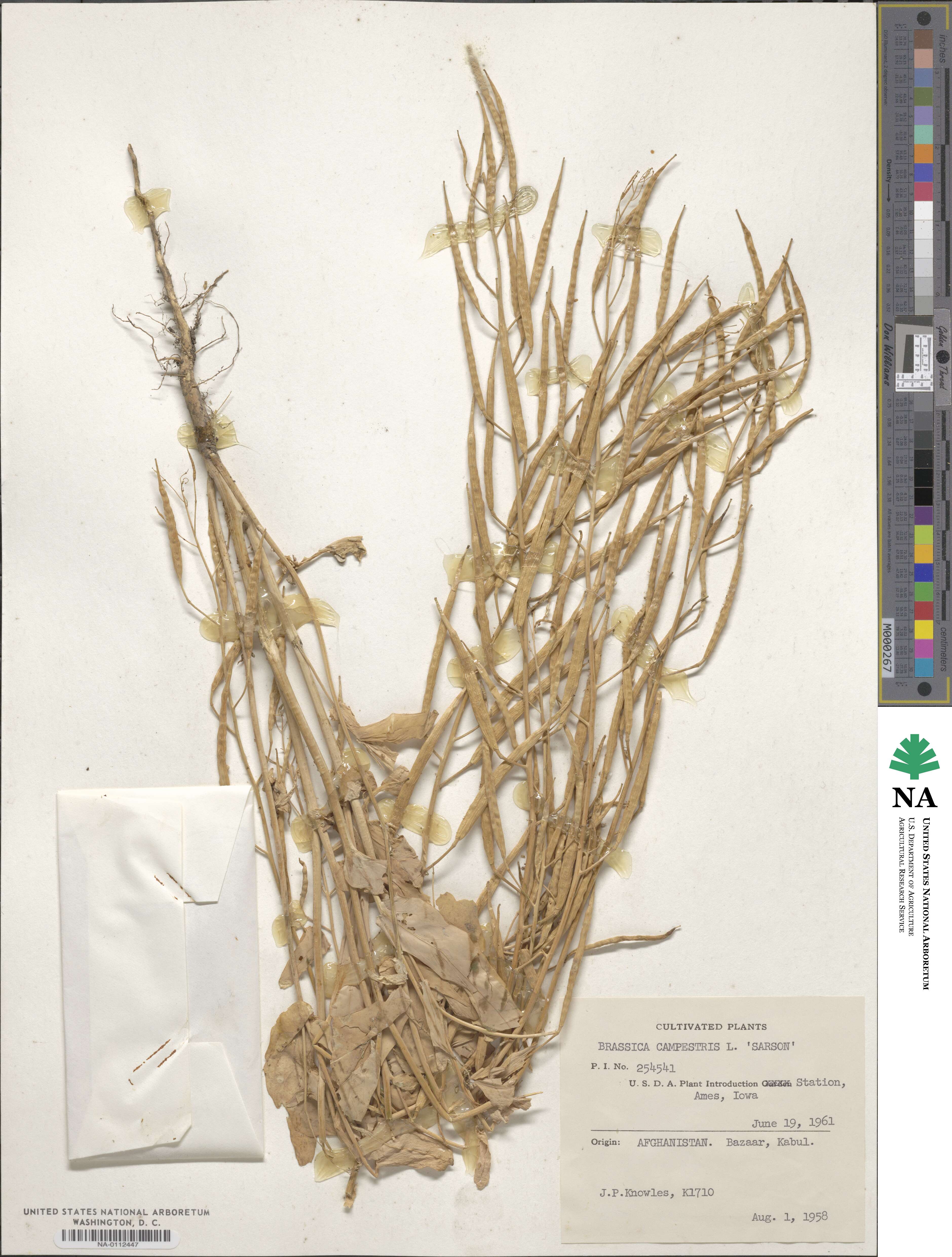 Brassica campestris image