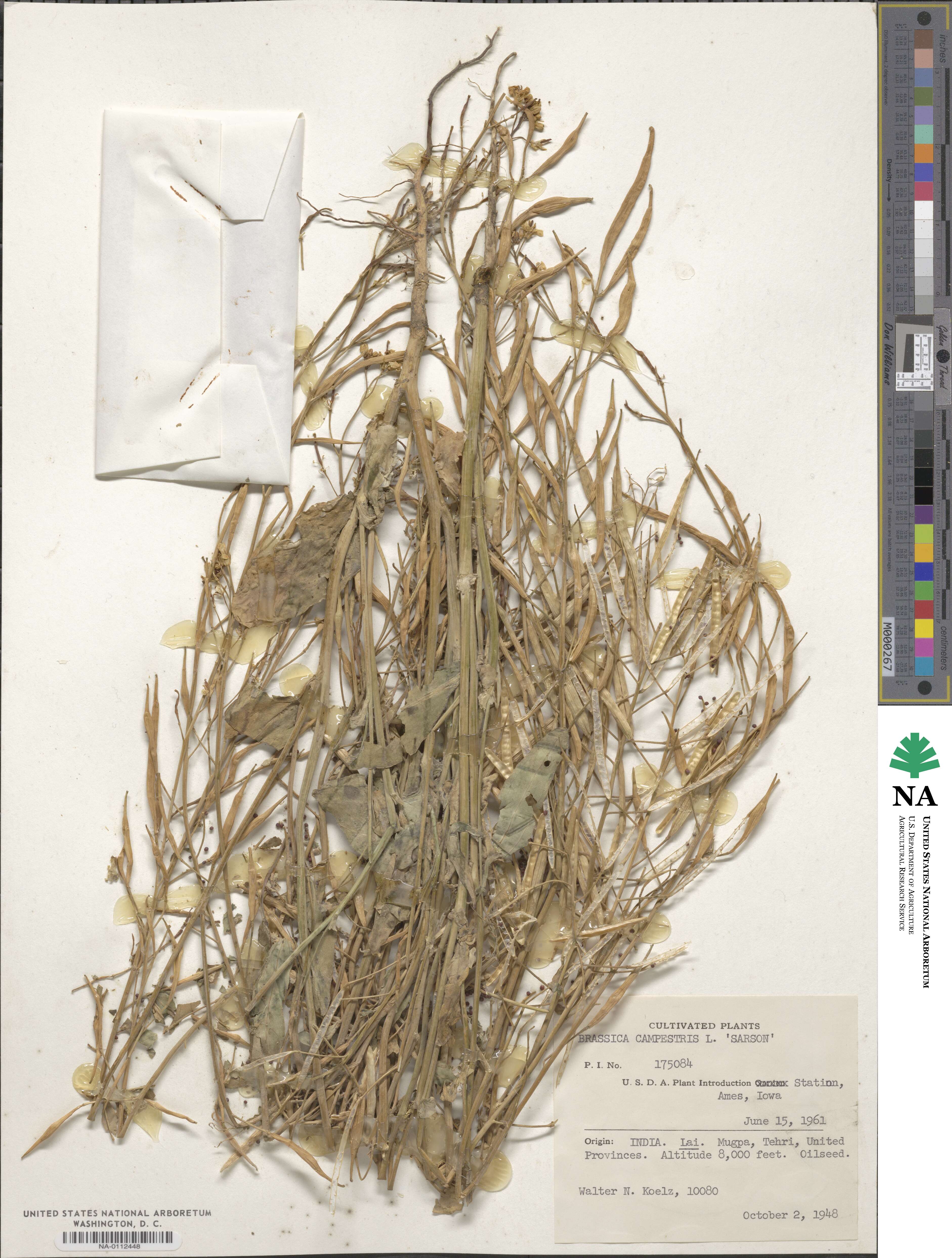 Brassica campestris var. sarson image